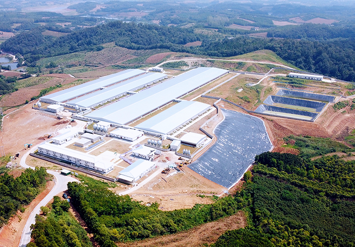 Hubei Dangyang Mingyue Mountain 6000 Pig Farm