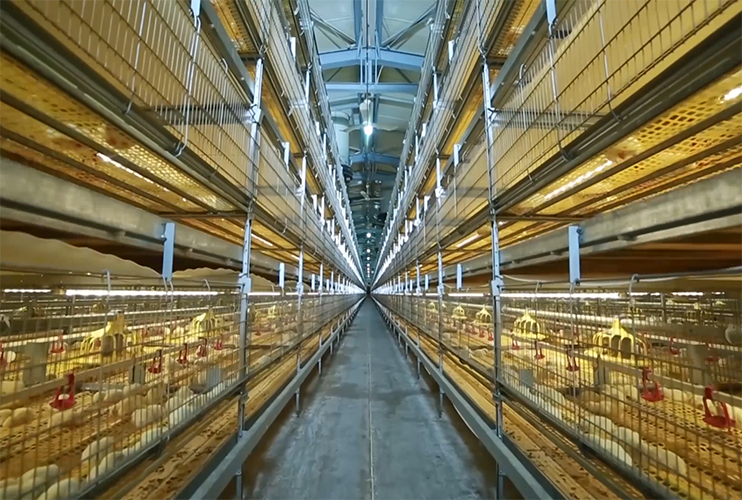 Zhengda Yushu 330000 meat chicken farm