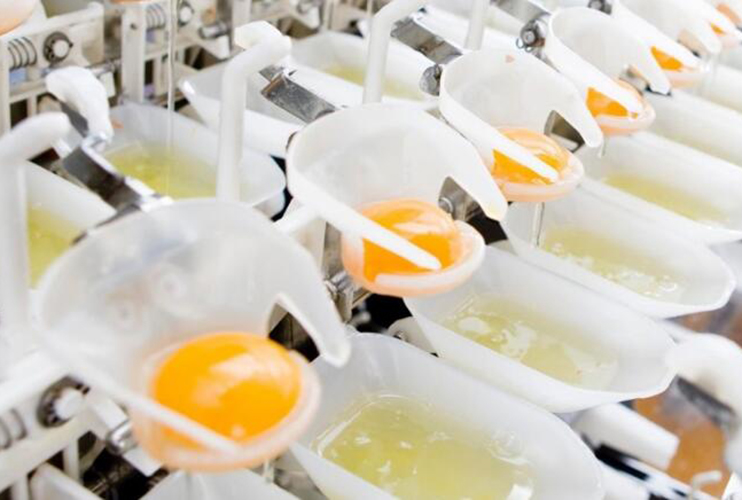 Liquid egg processing equipment