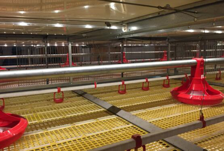 Broiler cage