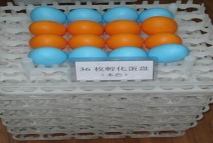 36 hatching egg tray