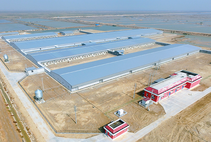 Shandong Dongying 6000 head breeding pig farm