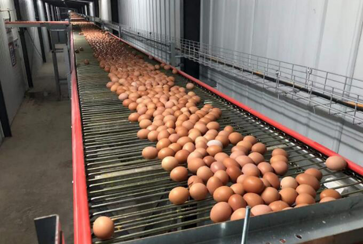 Central egg gathering line - in production